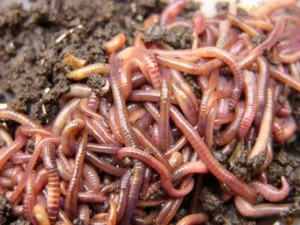 Червяк навозный