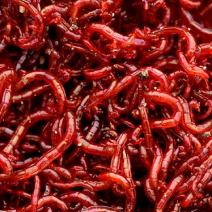 Малинка (1 порция/10 грамм)