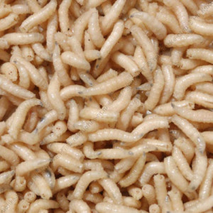 Опарыш белый (1 порция/20 грамм)