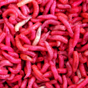 Опарыш красный (1 порция/20 грамм)