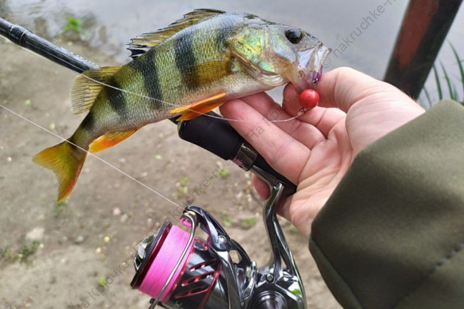 Intech Micron PE X4 100m 2 Intech Micron PE X4 100m 2