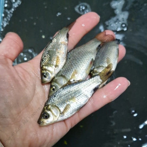 Живец КАРАСЬ